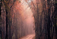 记者：奥尔莫将缺席5场比赛，目标是在欧冠1／4决.